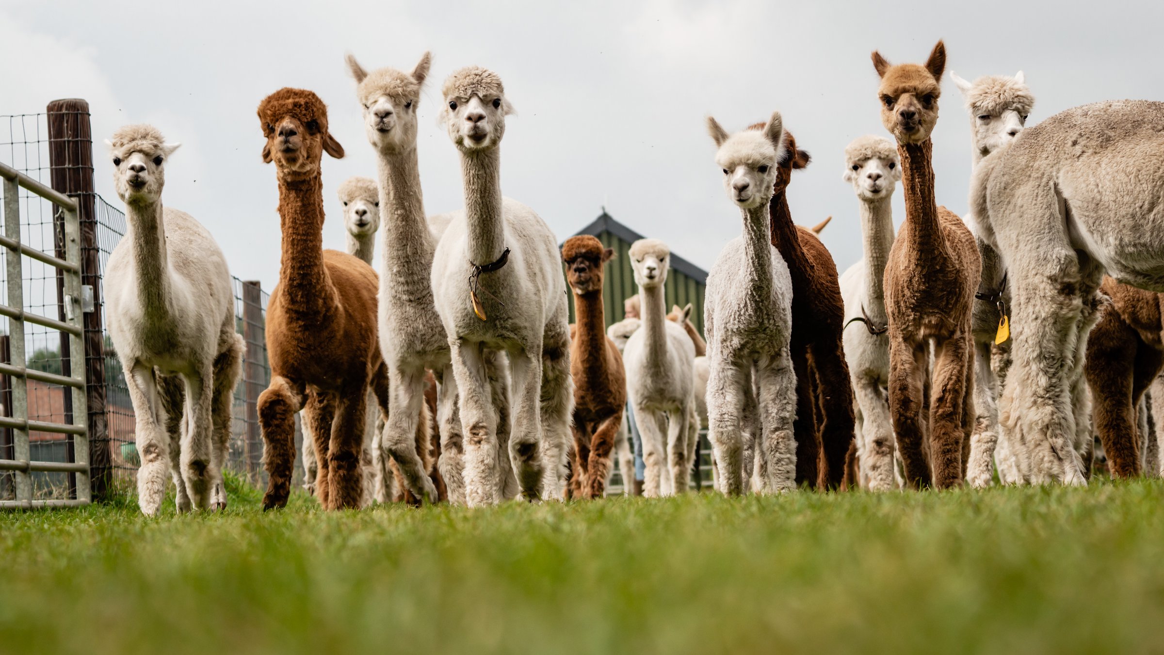Alpacafarm Vorstenbosch - Alpaca boerderij